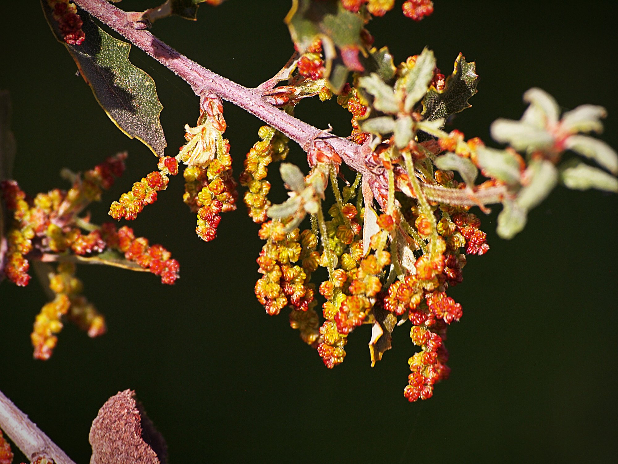 P1014165 live oak buds xv.jpg