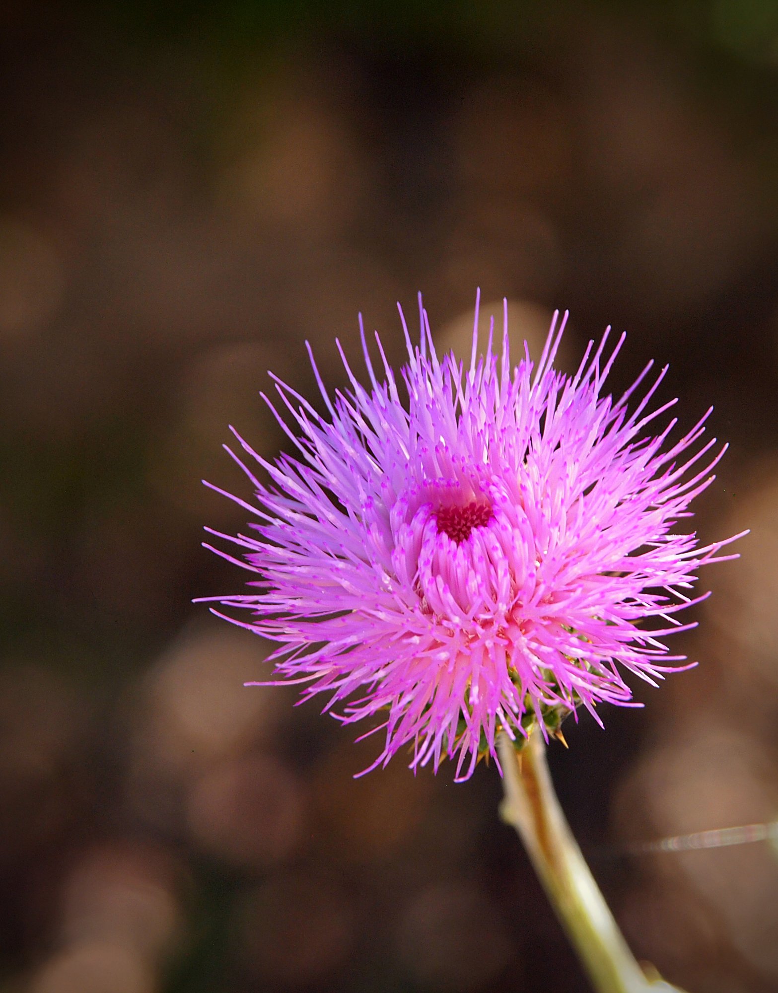 P1014254 xvcrop.jpg