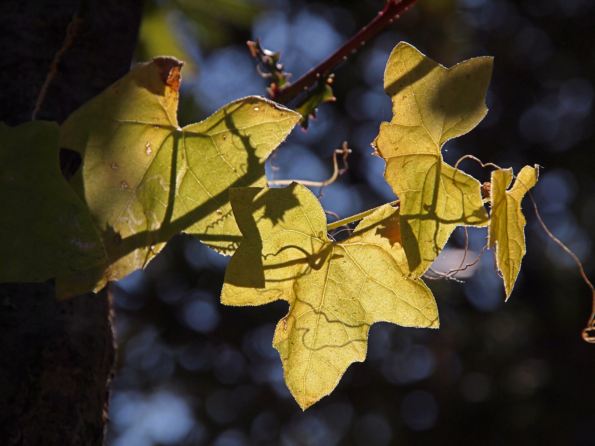 P1014329 x.jpg