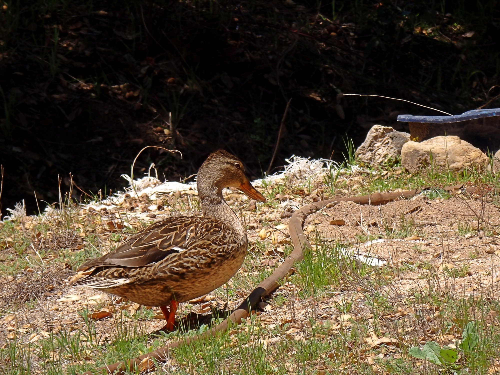 P4080133 mallard female x.jpg