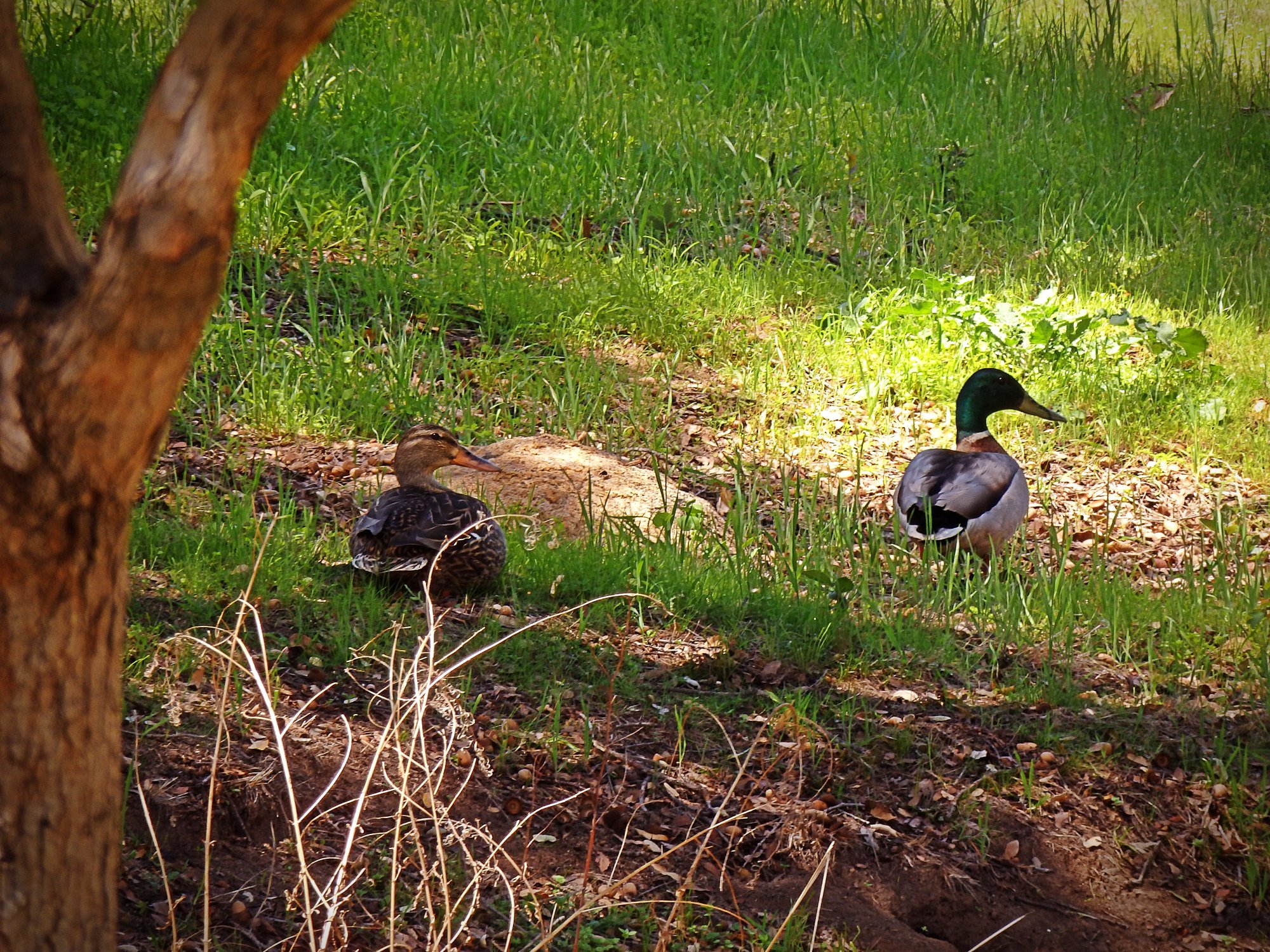 P4080149 mallard pair xv.jpg