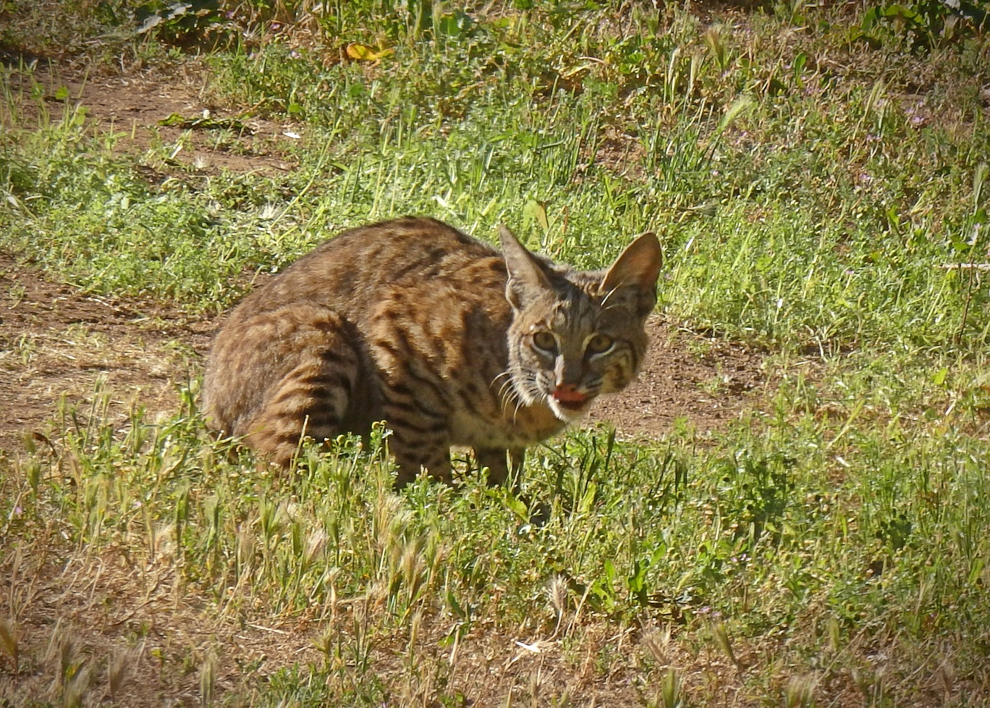 P5200230 xv2crop.jpg