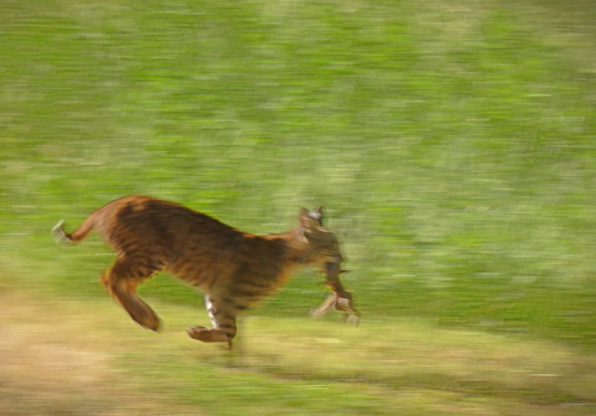 P5200233 xvcrop.jpg