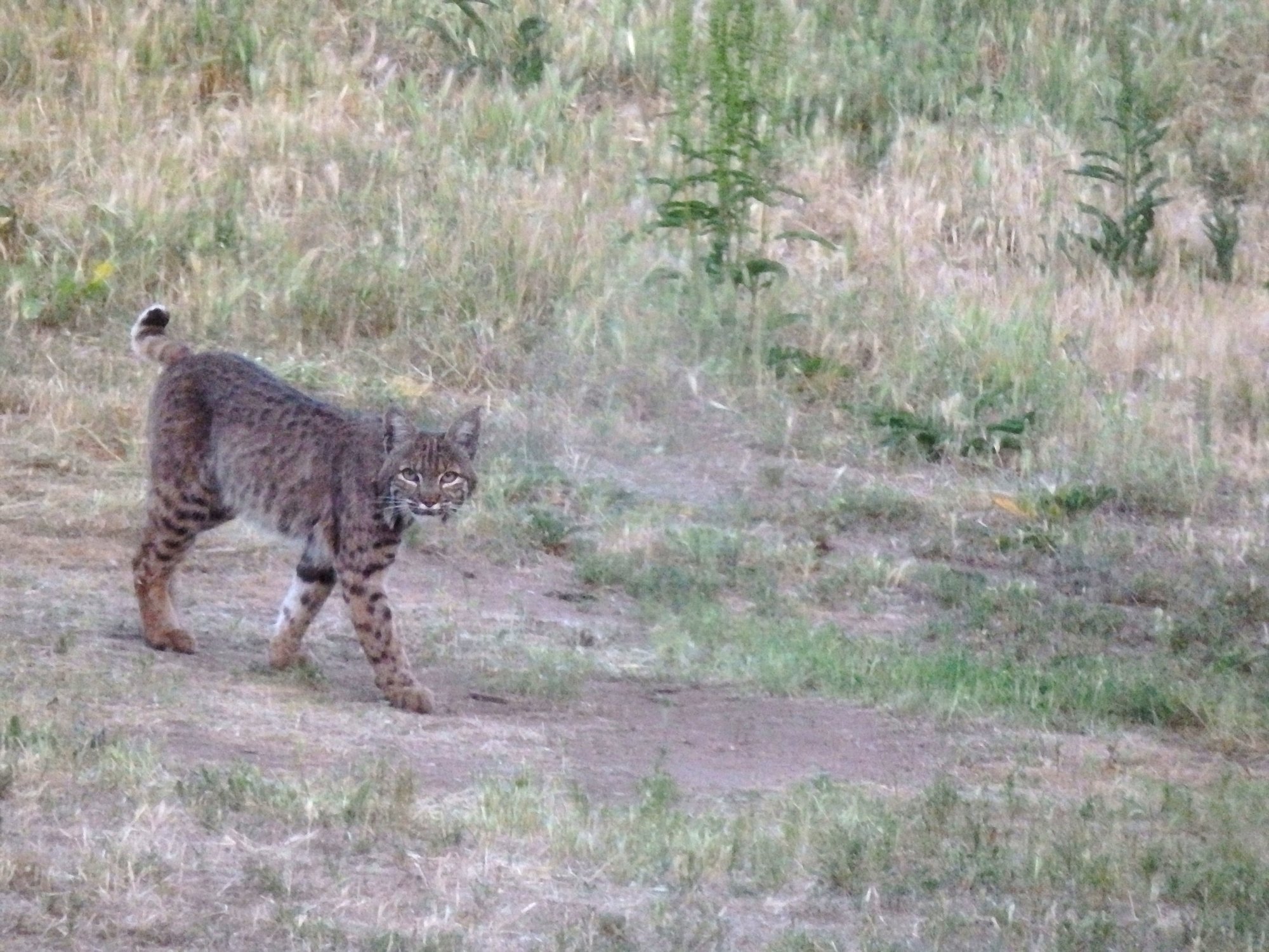 P5230020 x1.jpg