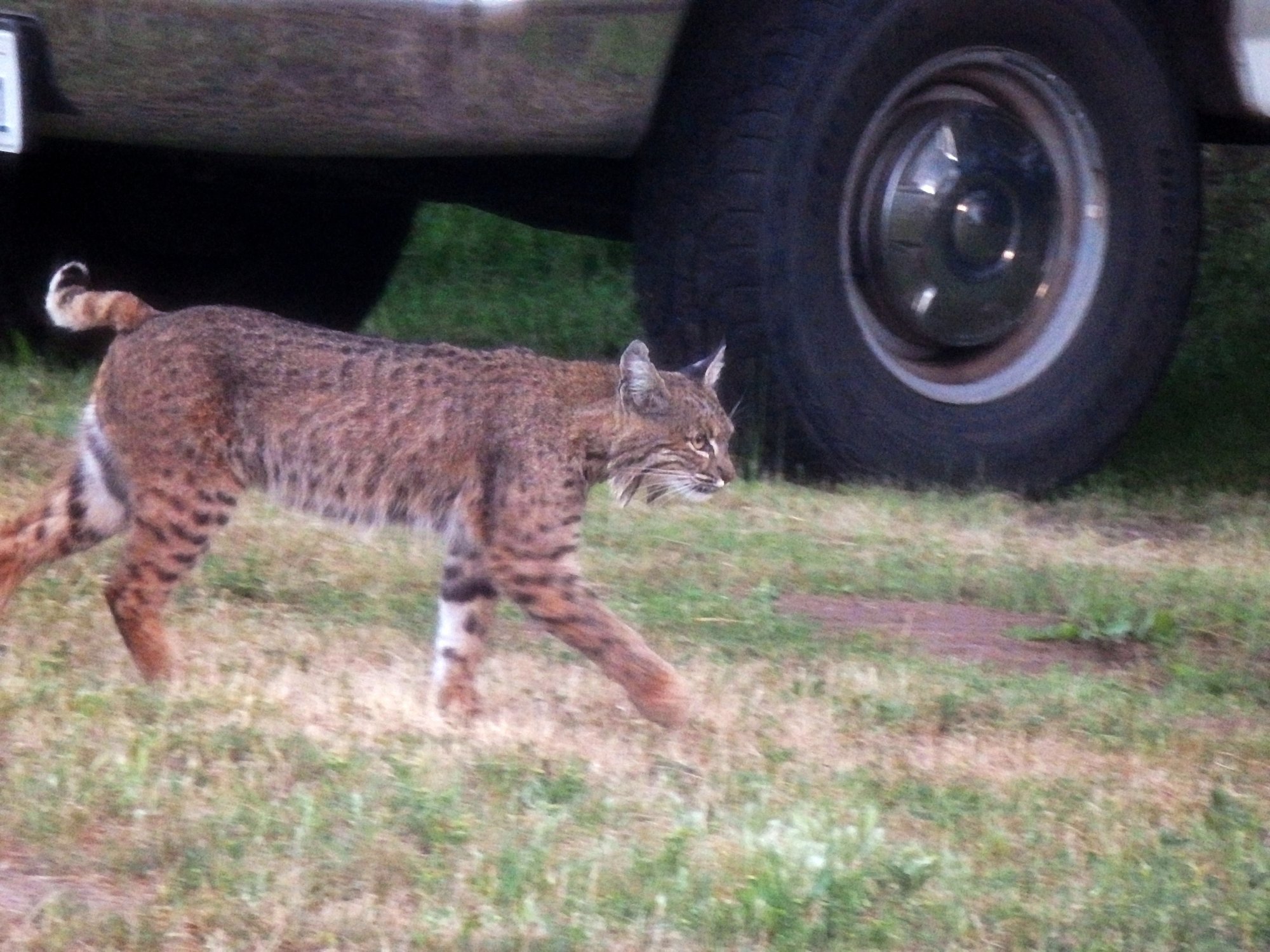 P5230024 x1a.jpg