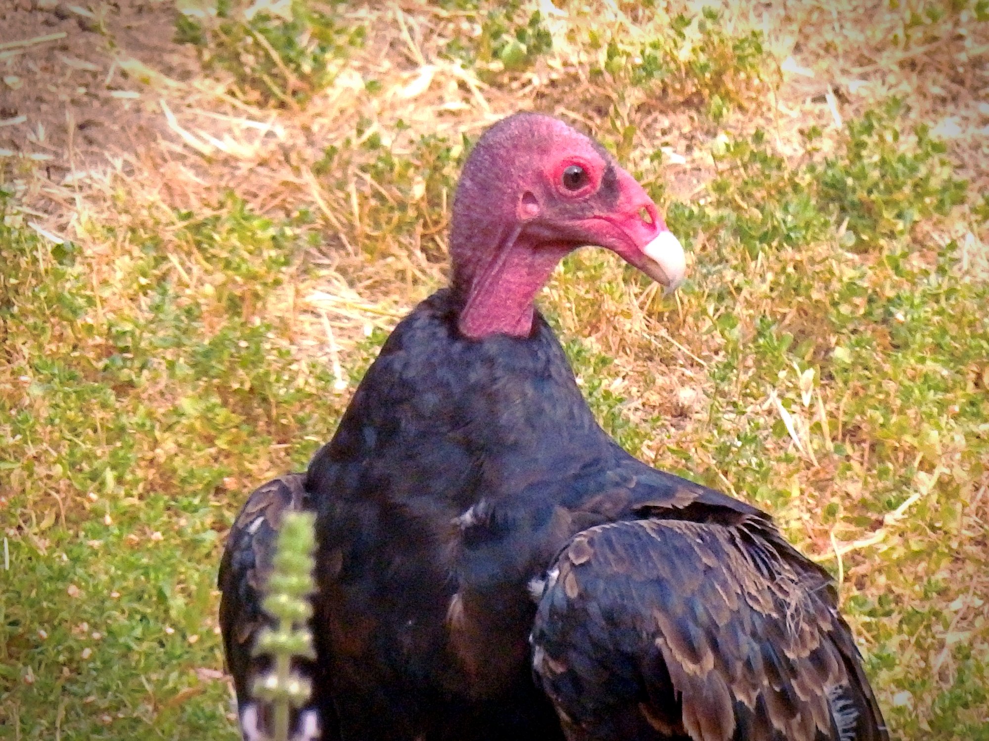 P7090004 Turkey vulture profile xv.jpg