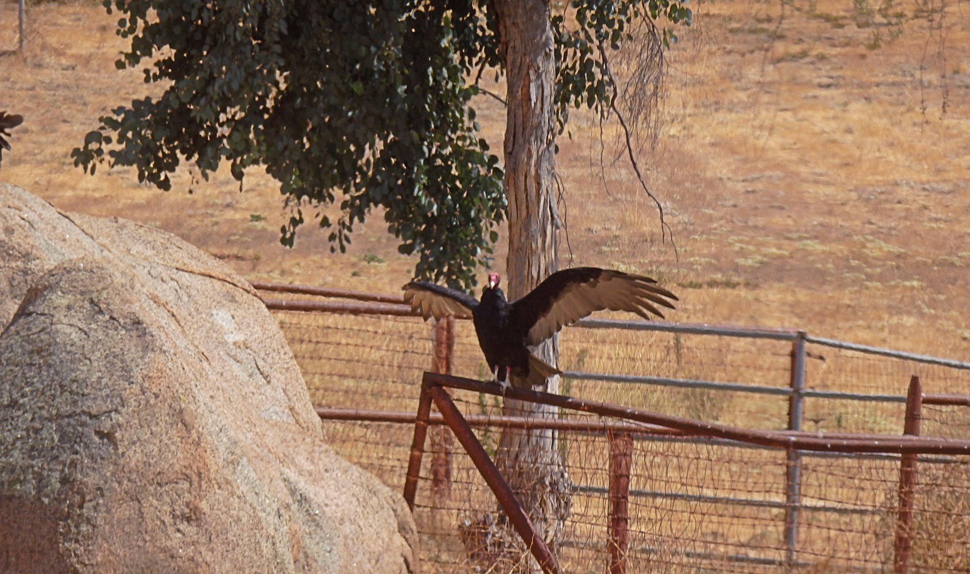 P9160003 buzzard wings x2.jpg