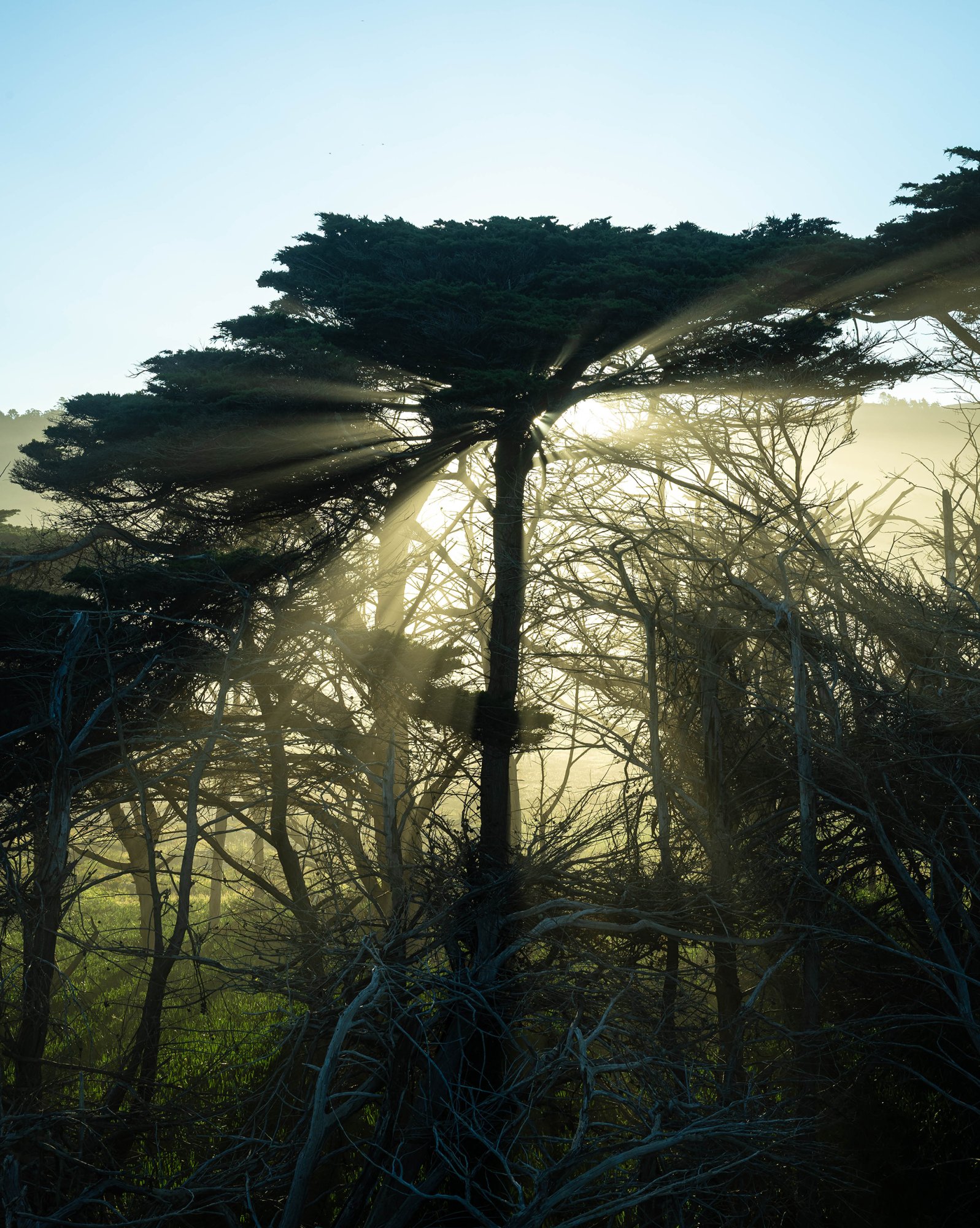 Pacifica-250325-8.jpg
