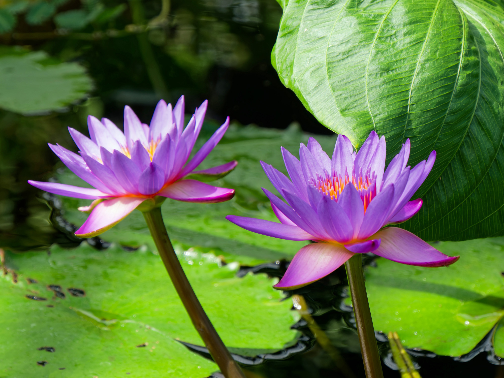 panama pacific 2k.jpg