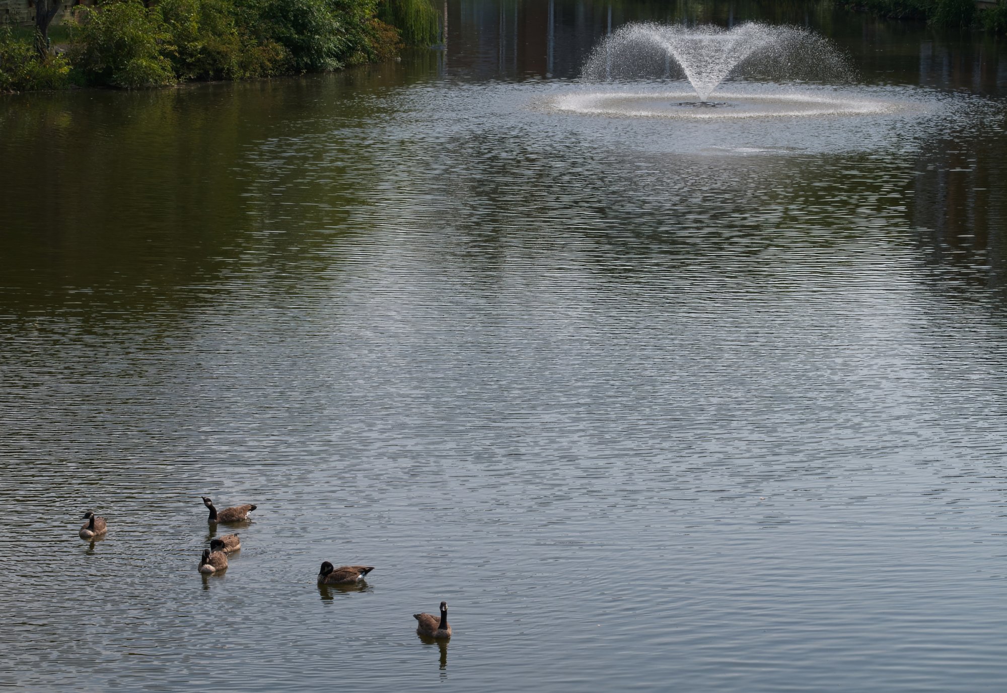 Peaceful August Morning on the Lake.jpeg