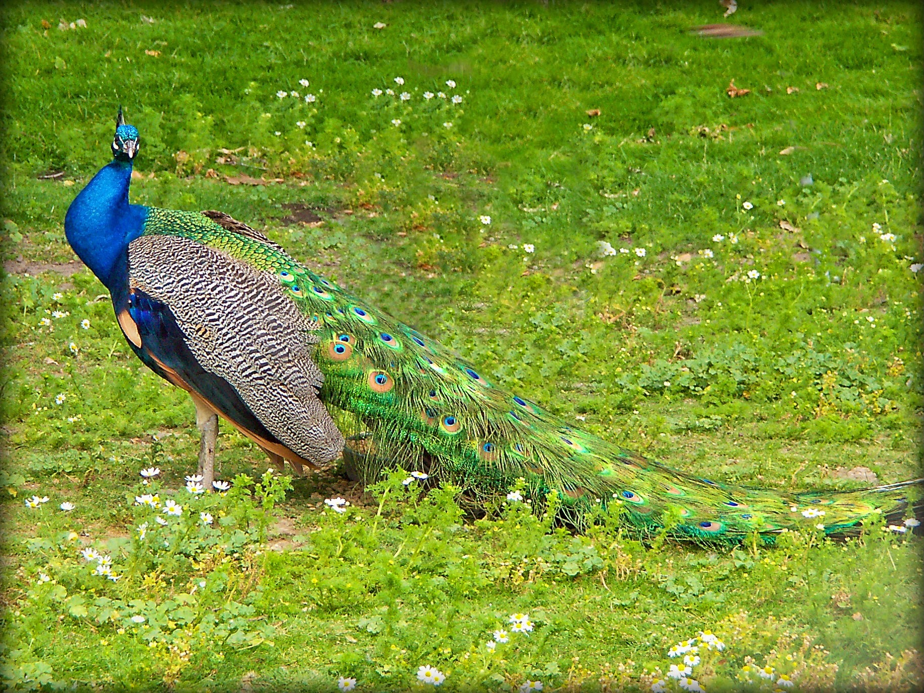 peacock - 1.jpeg