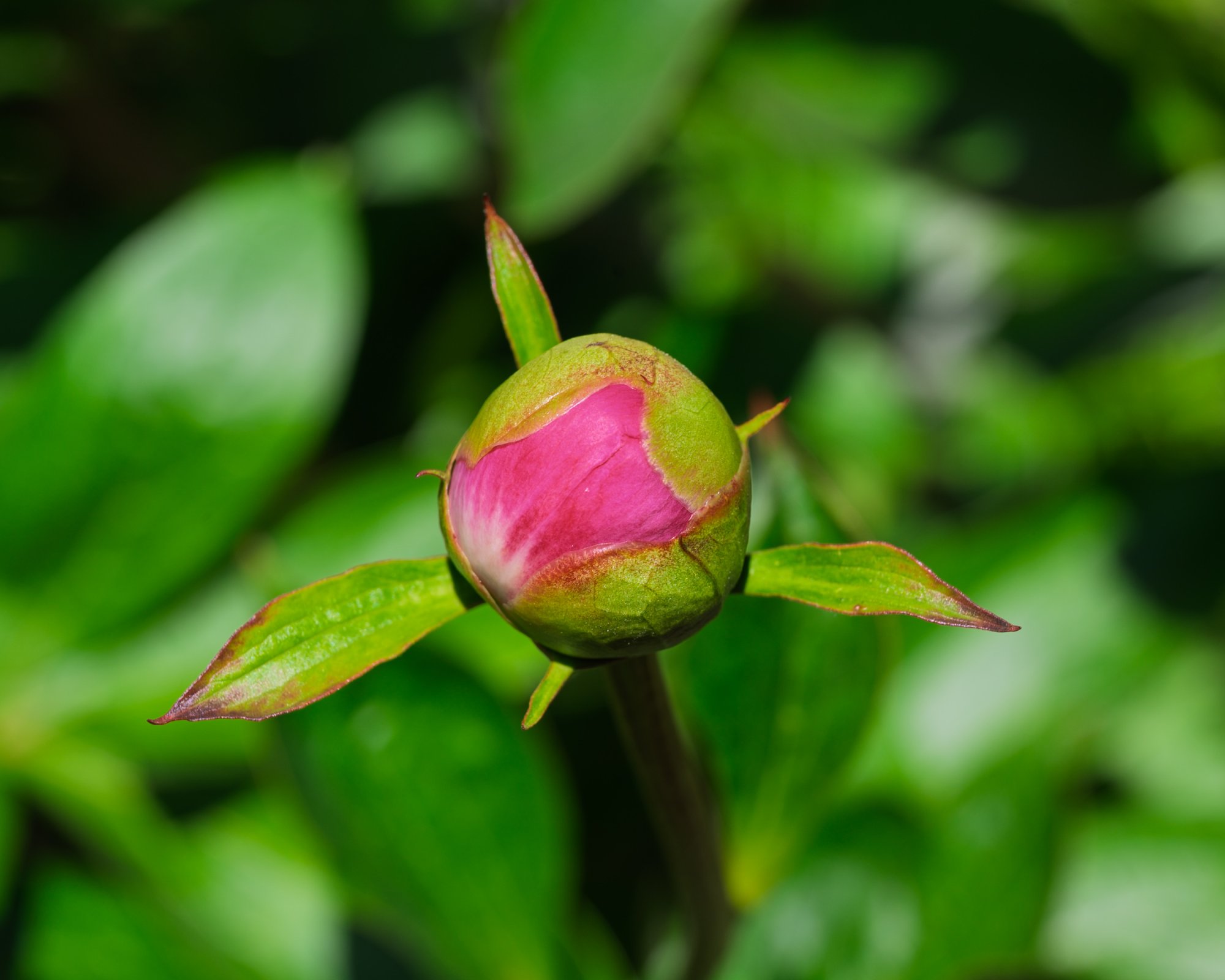 Peony20250520.jpg