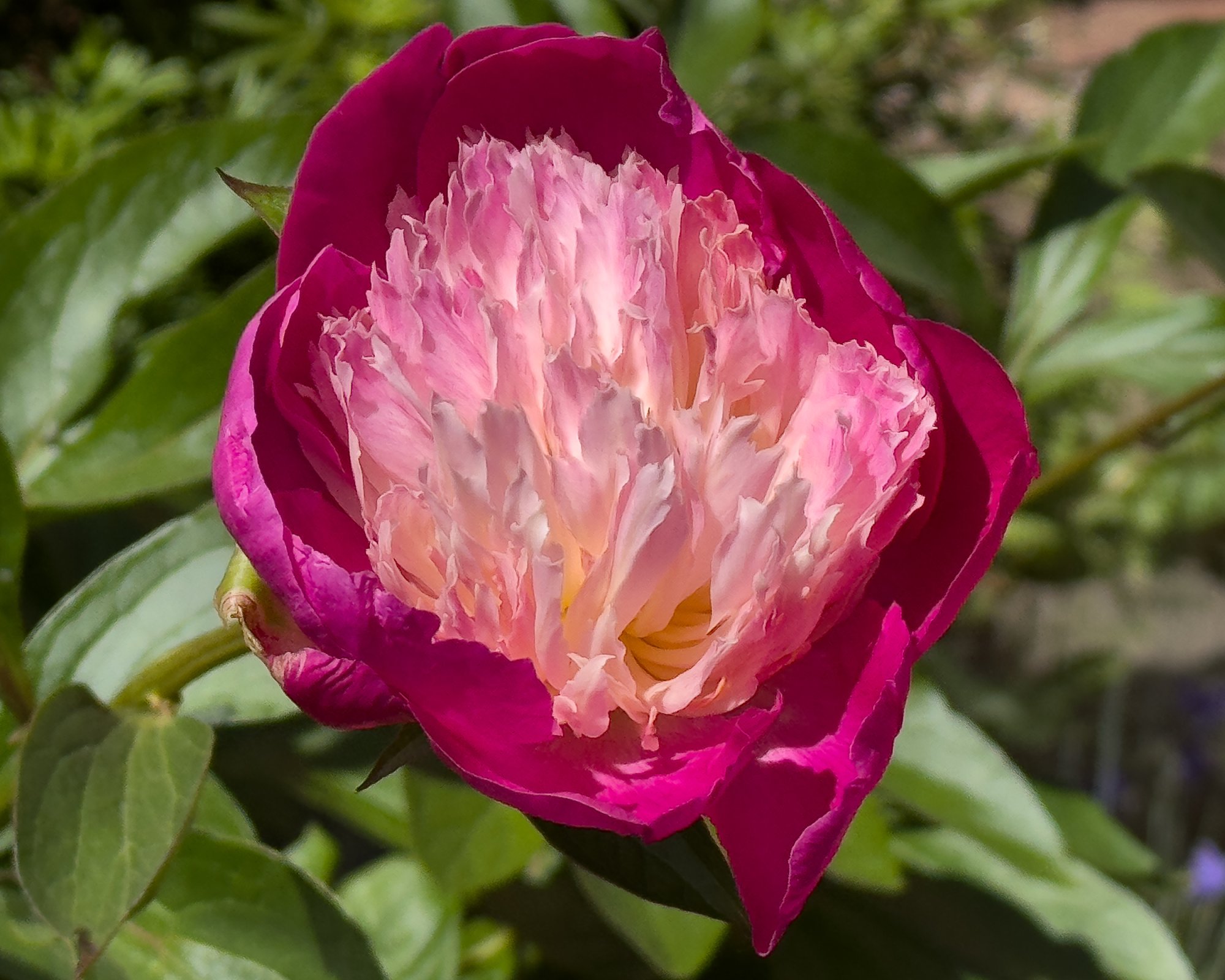 Peony20250522.jpg