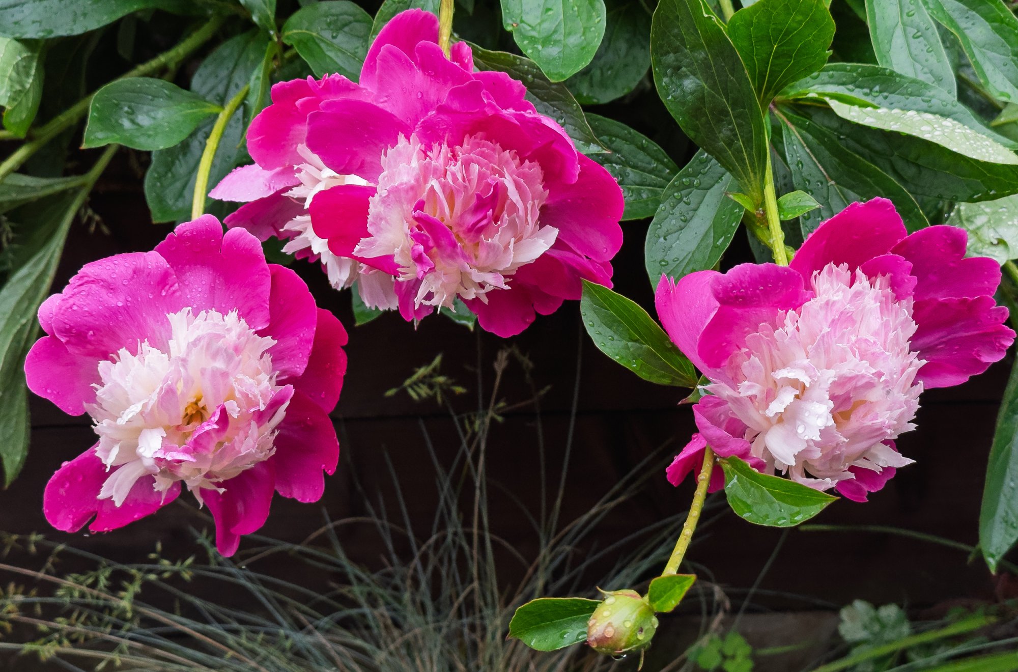 Peony20250529.jpg
