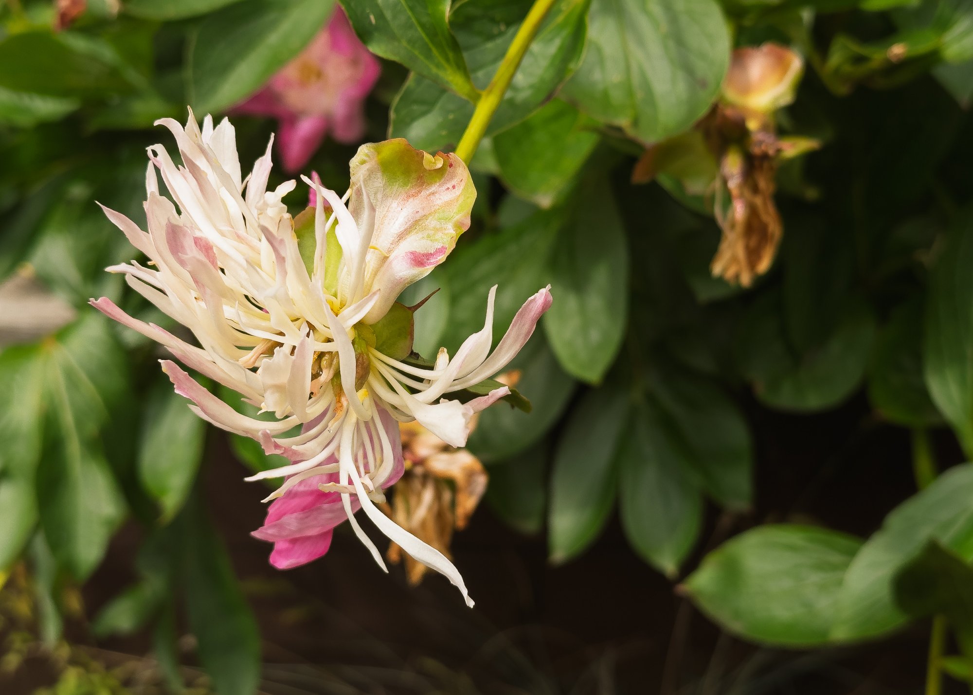 Peony20250621.jpg