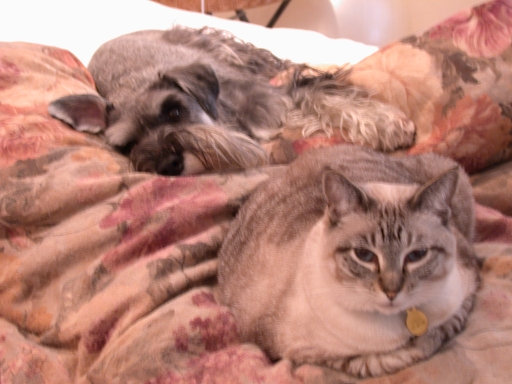 pets.jpg