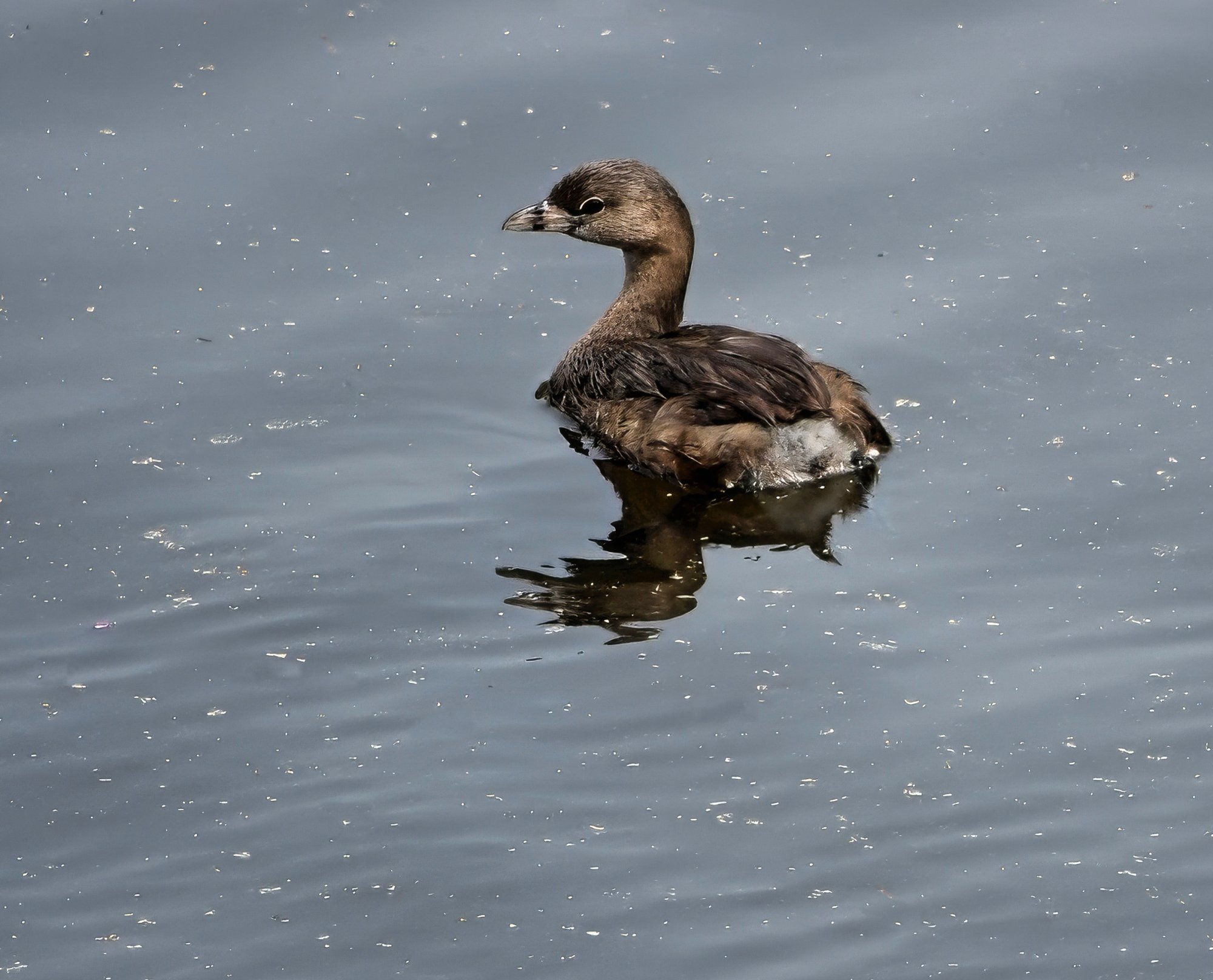 PIed-Billed Grebe.jpeg
