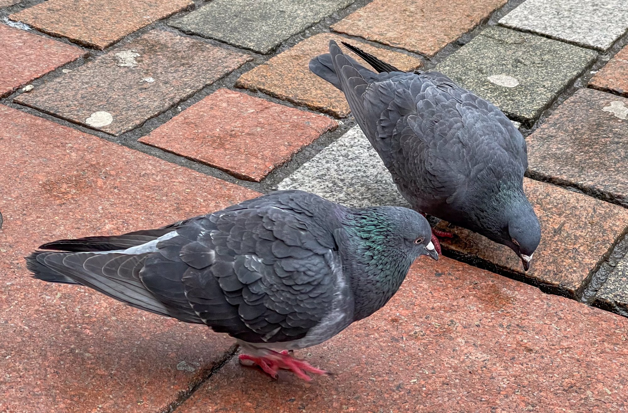 Pigeon20211226.jpg