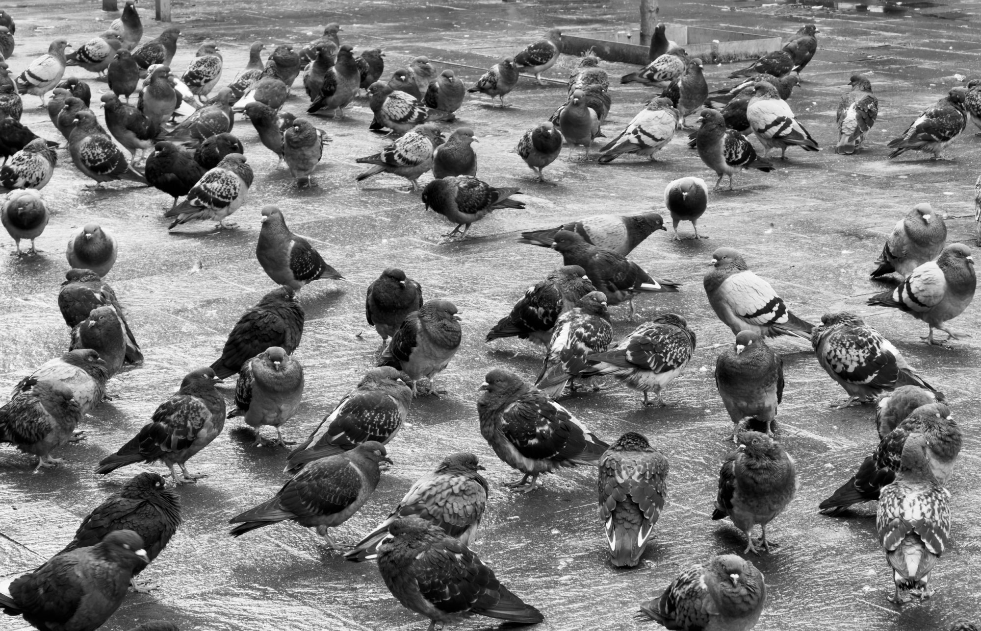 Pigeons20251004.jpg