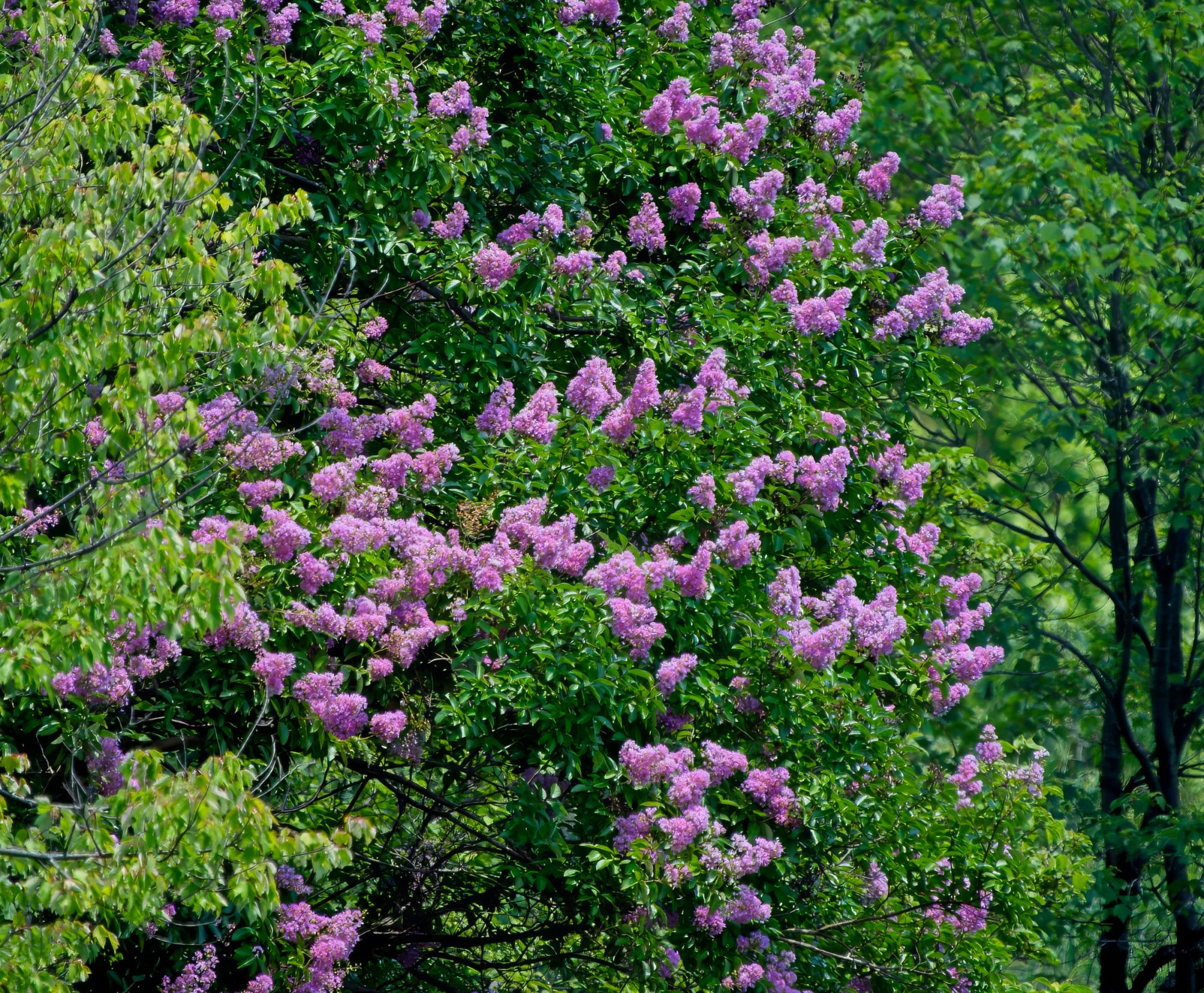 Pink Blooms Among the Trees.jpeg