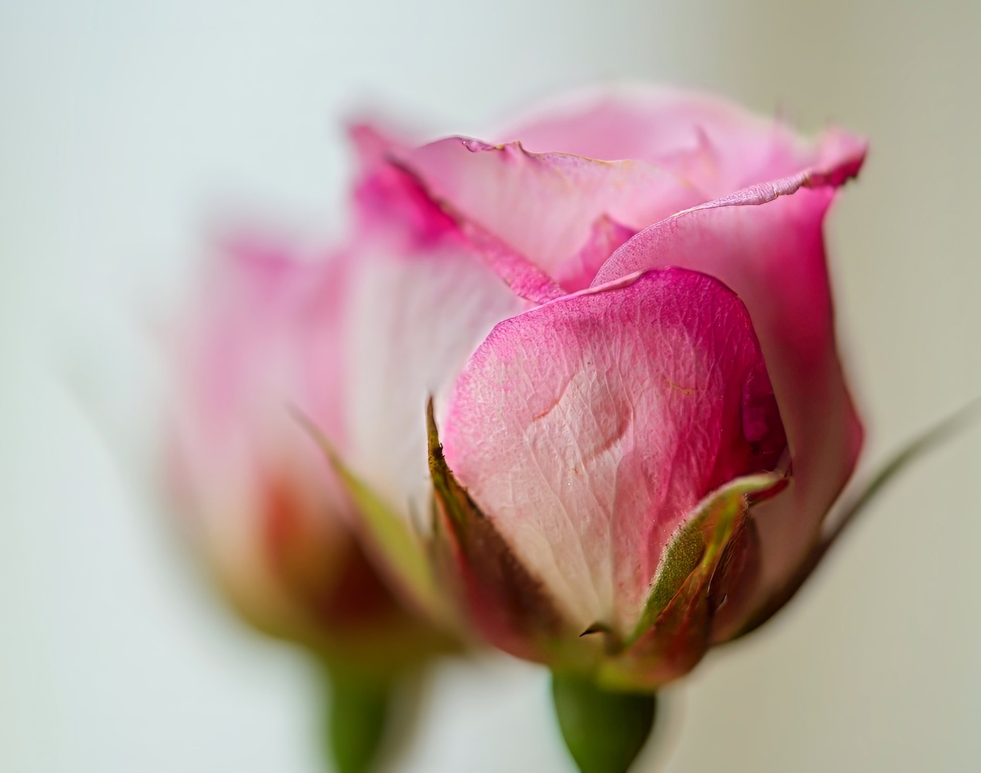 Pink Pair.jpeg