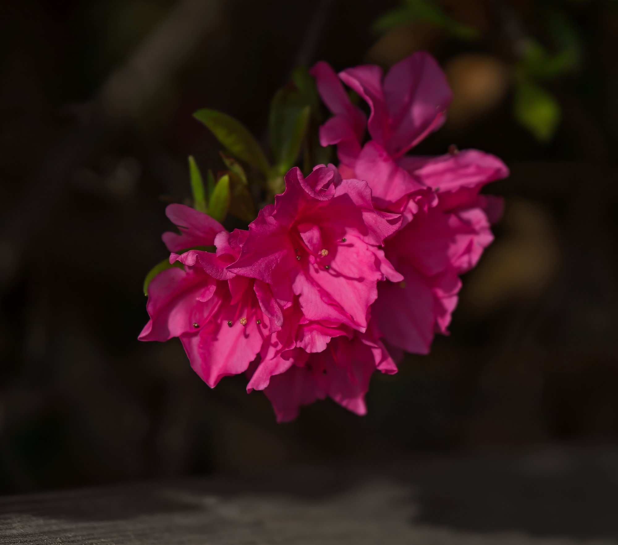 Pinkness.jpeg