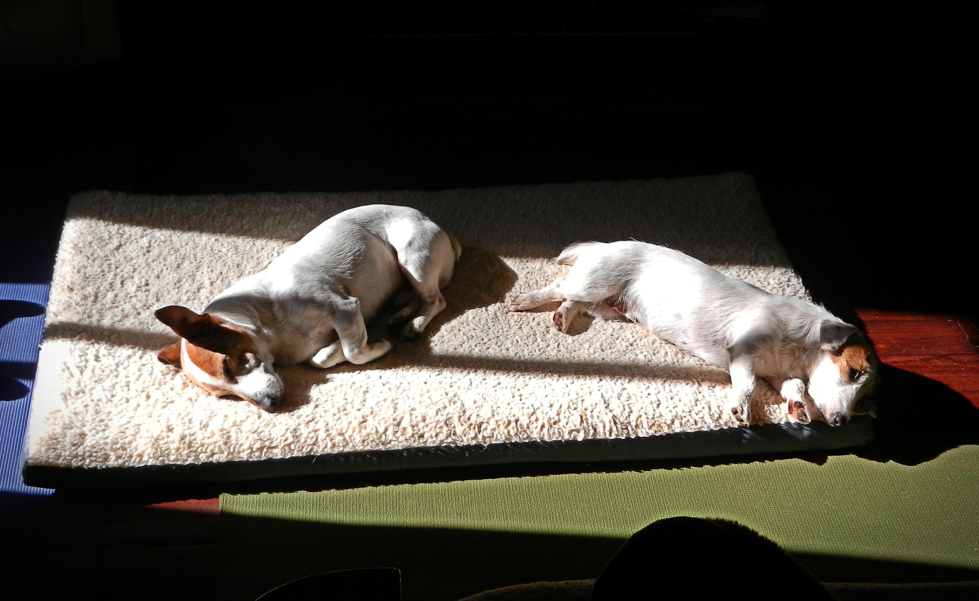 Pixie and Elmo in sun on mat xv.jpg