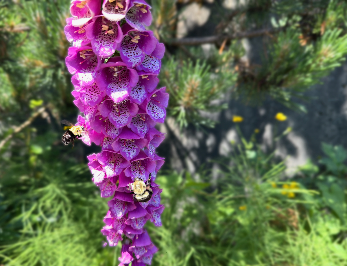 POTD June - 1_a.jpeg
