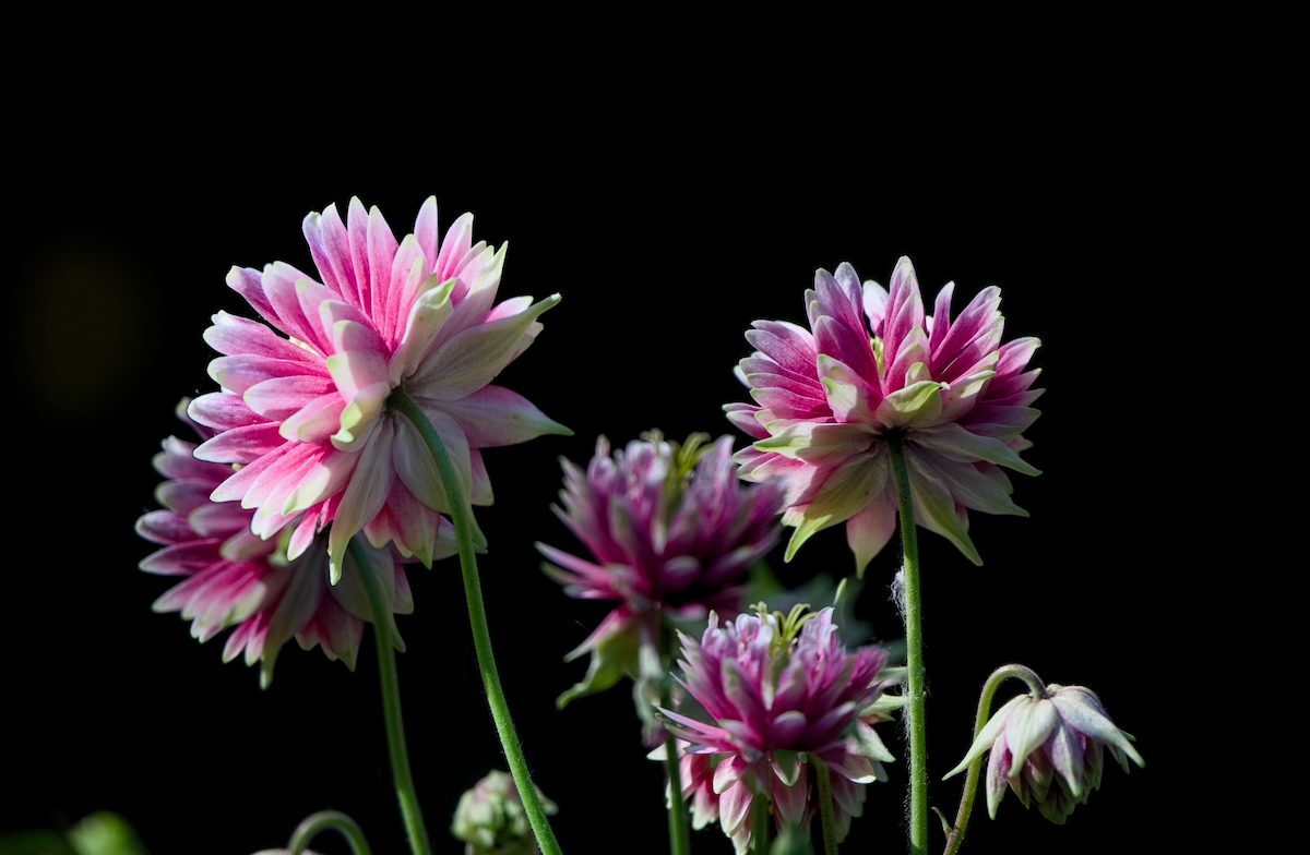 POTD June - 1_a.jpeg