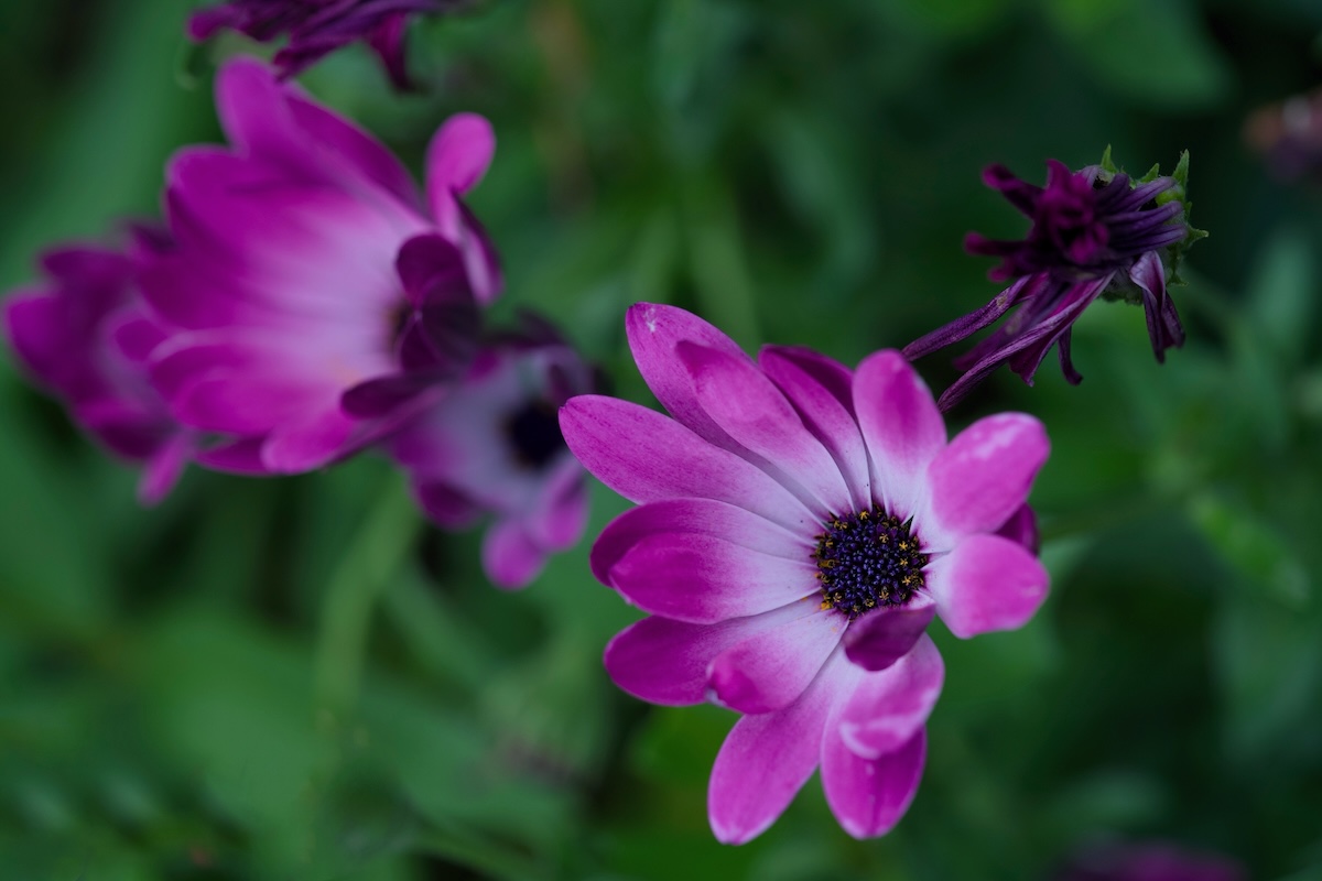 POTD June - 1_a.jpeg