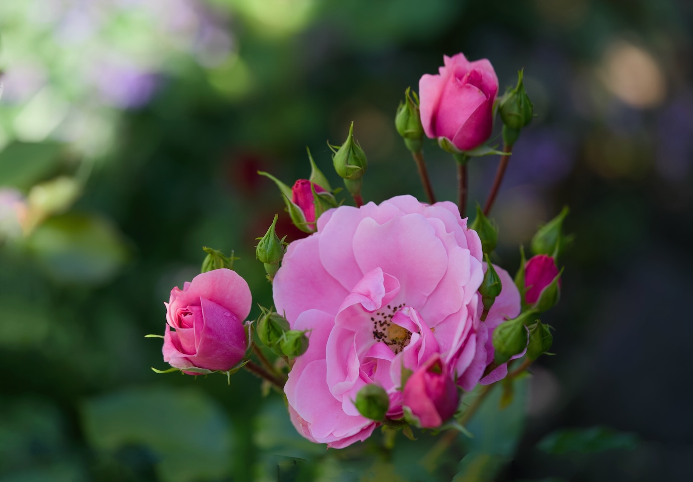 POTD June - 1_a.jpeg