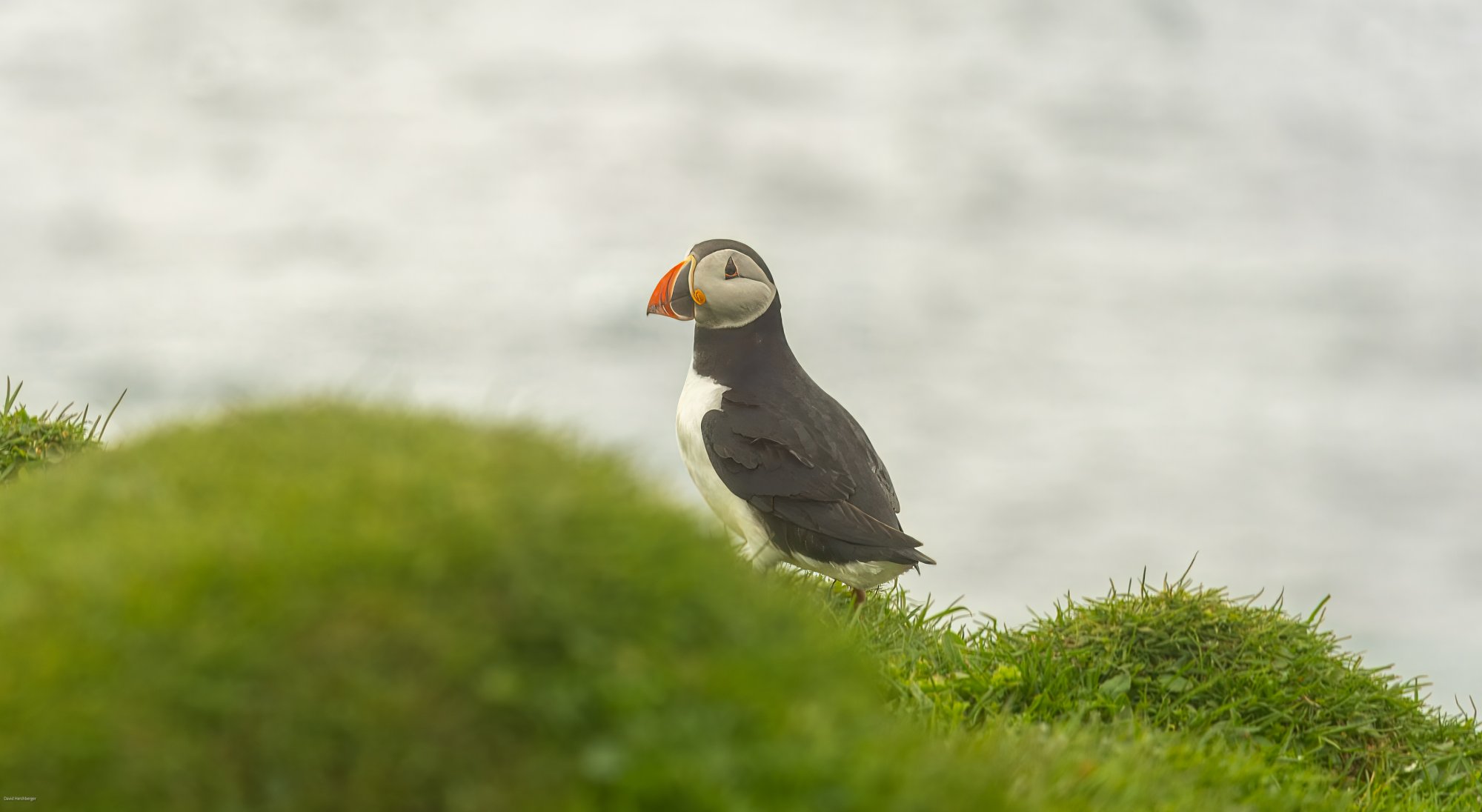 Puffin.jpg