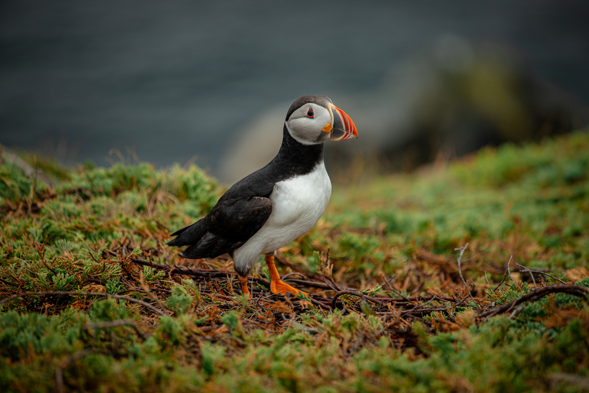 Puffins-2.png