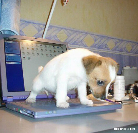puppy-pc.jpg