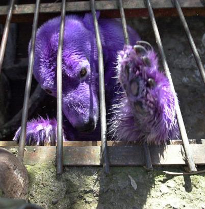 purple-bear_072203.jpg