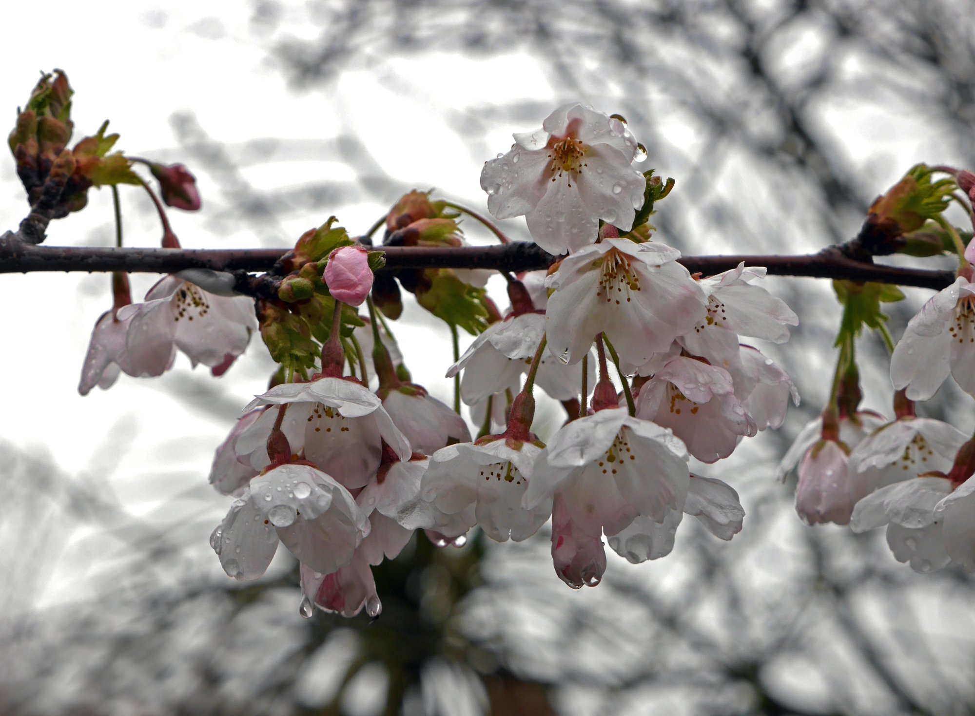 Raindrops on Cherry Blossom.JPG