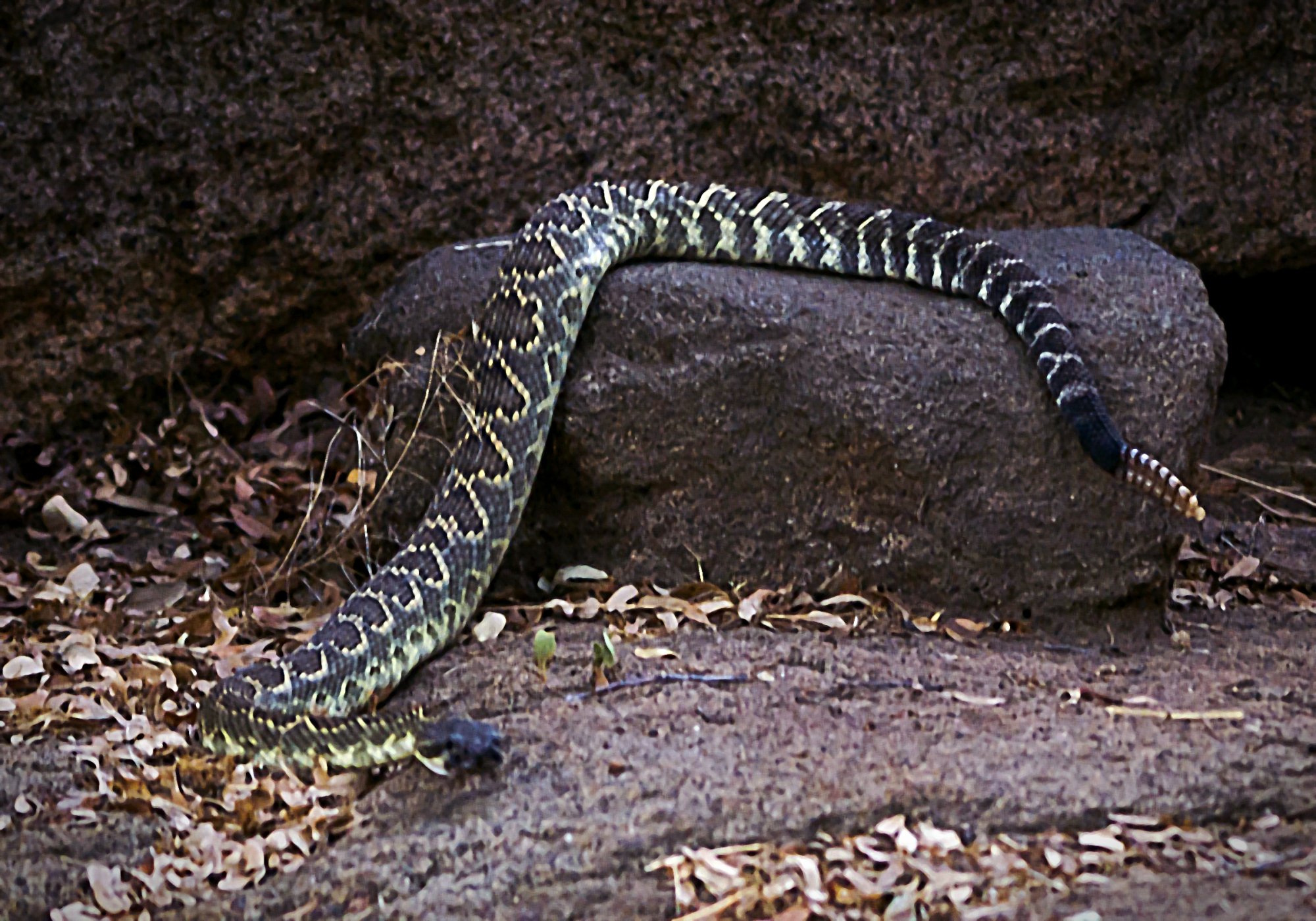 rattlesnake on boulder1135 rw 8.30.22 cropx2.jpg