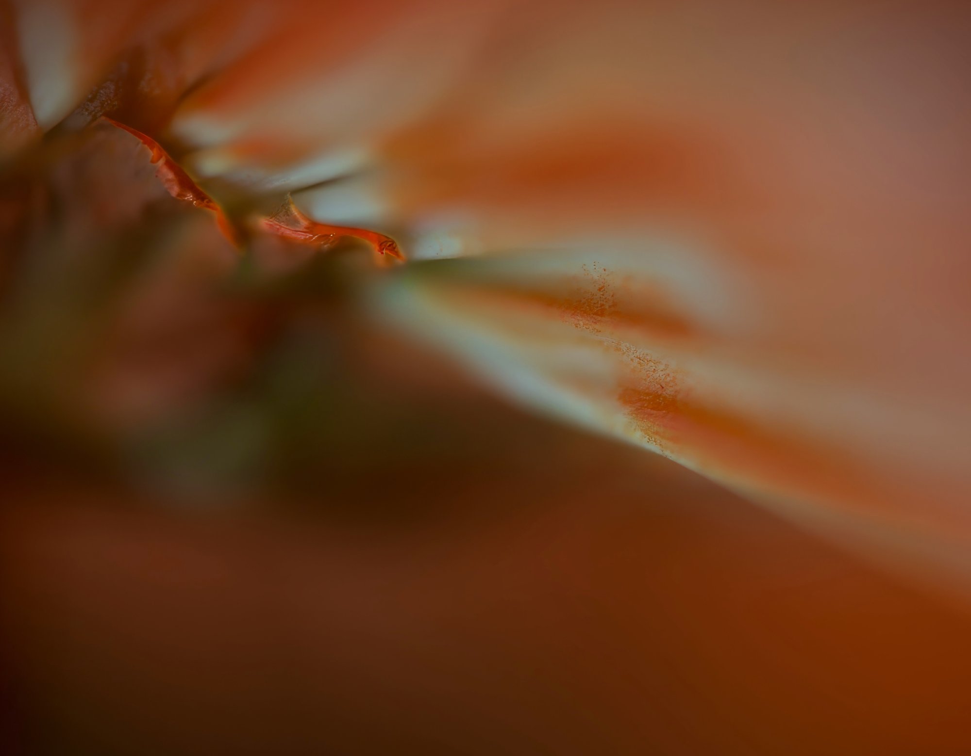 Rays of Color and Light.jpeg