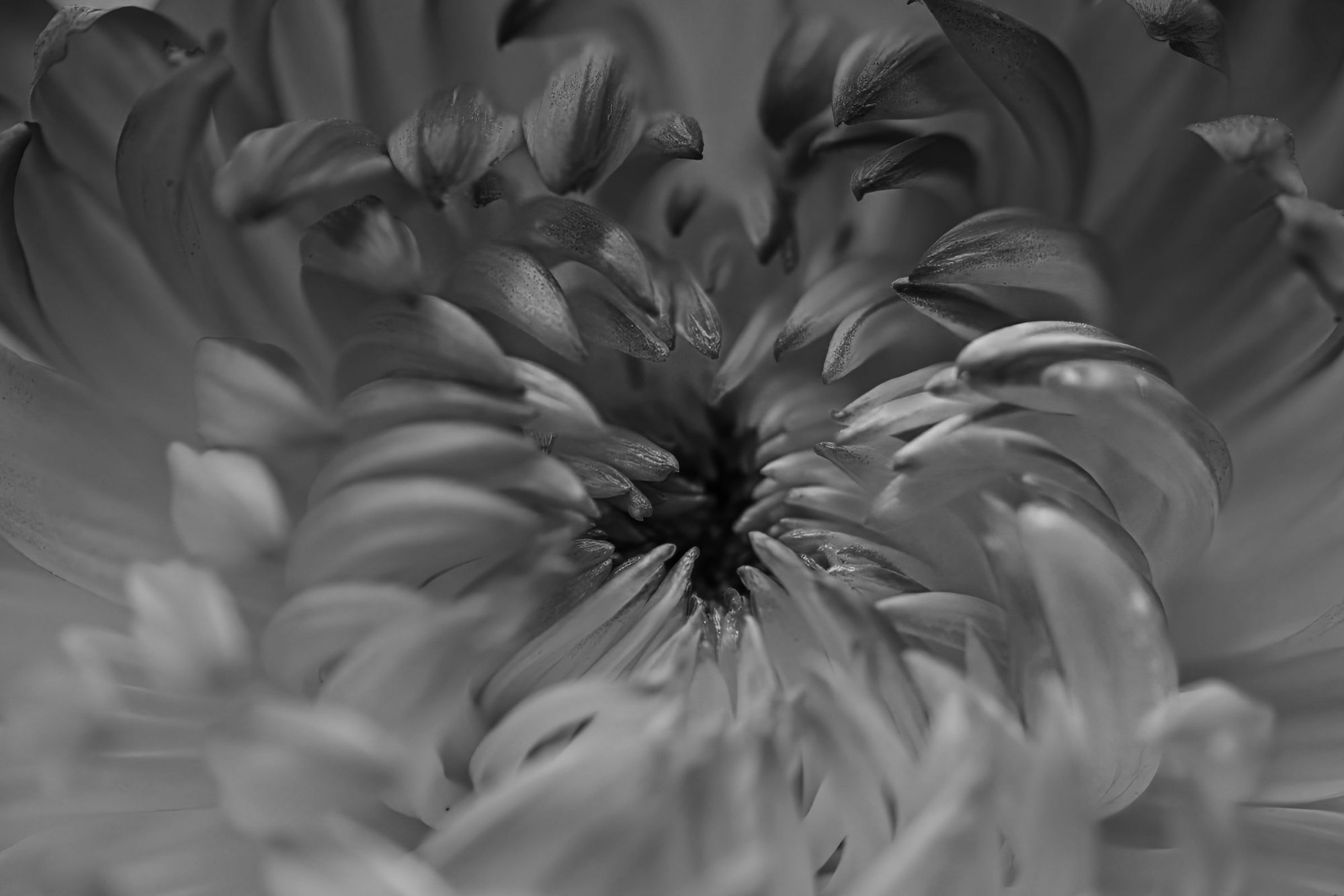 Reaching In (B&W 3).jpeg