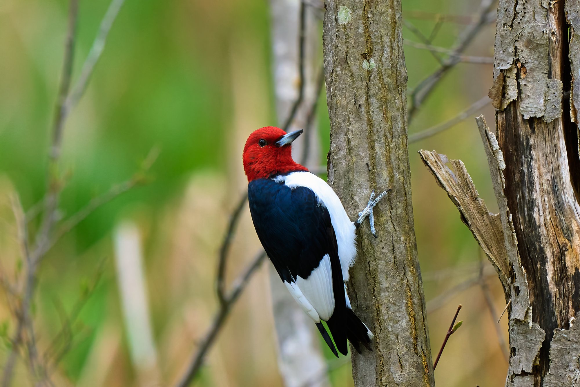 red-headed-woodpecker-0015-24-07-28.jpg