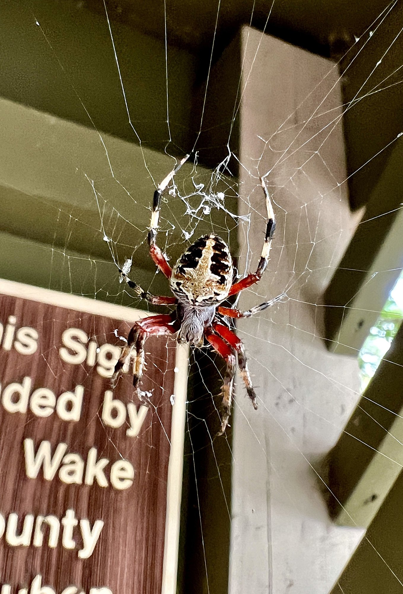 Redfemured Spotted Orbweaver.jpg