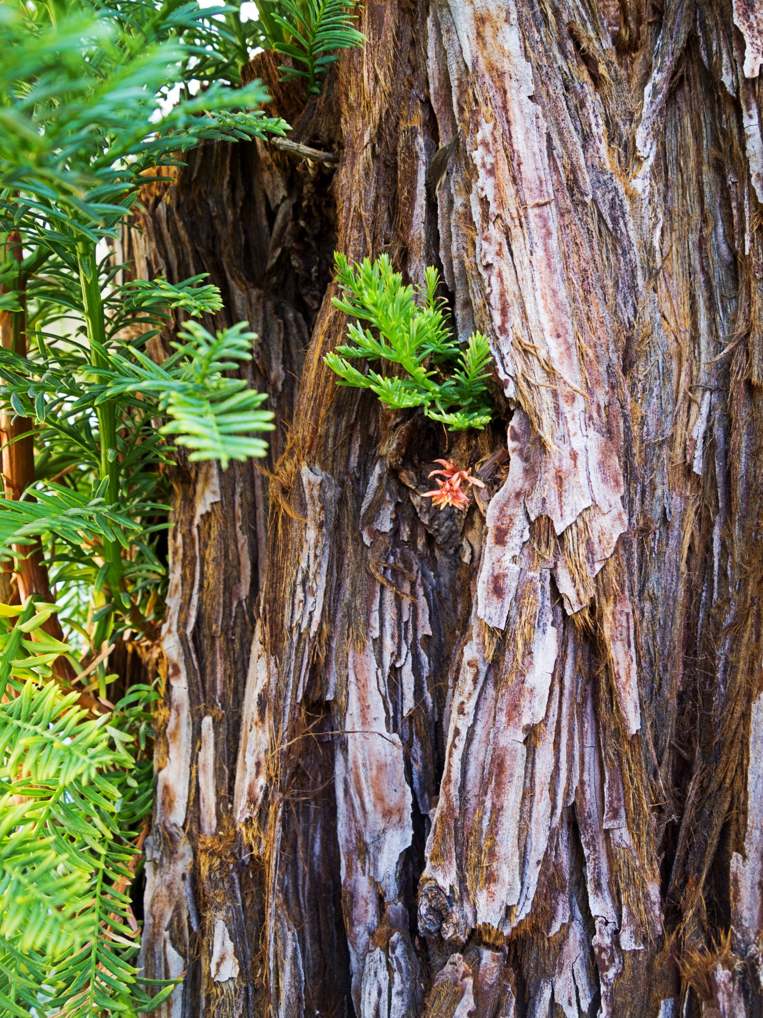 redwood stump 7 rw 8.21.22 x.jpg