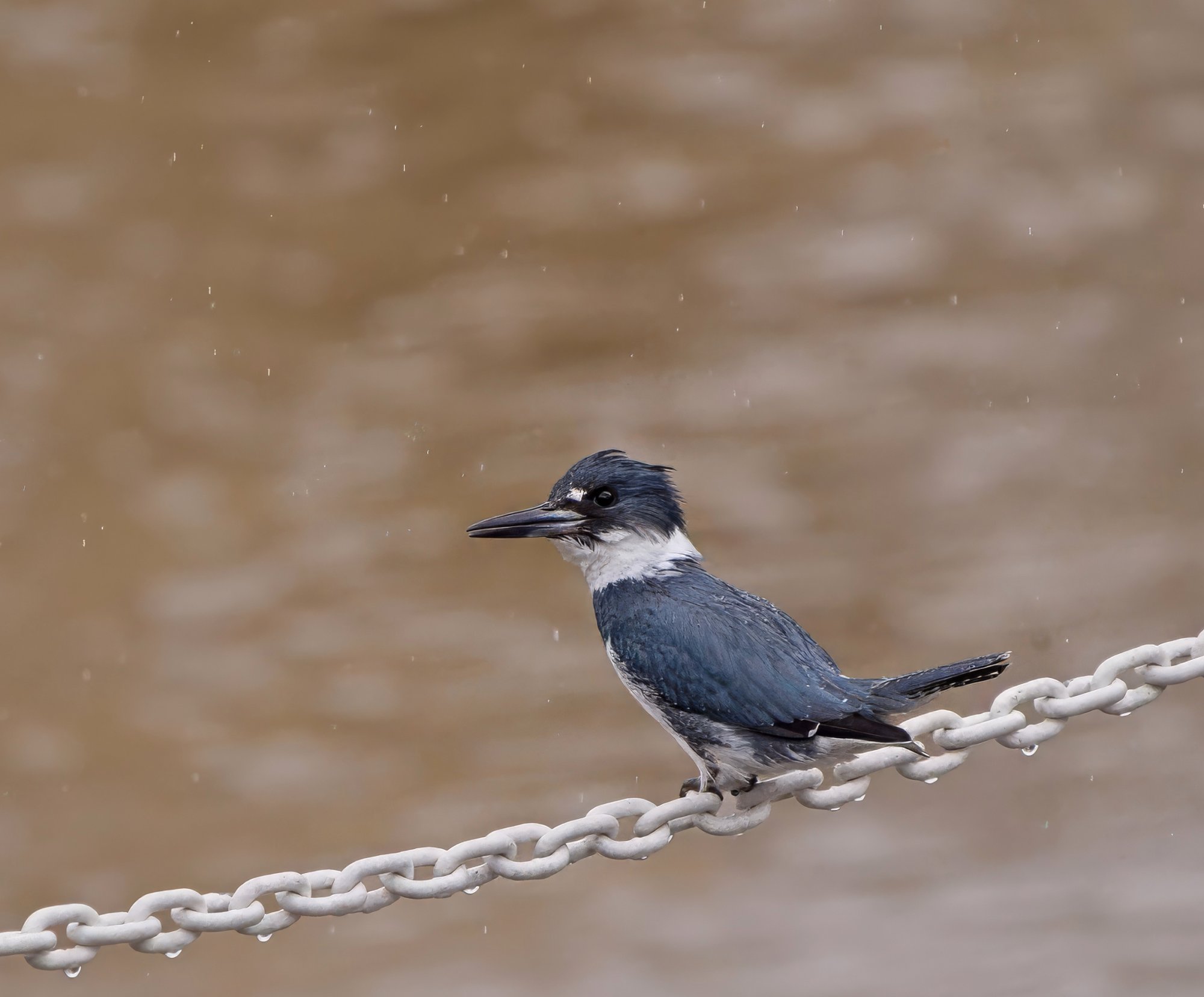 Reginald in the Light Rain.jpeg