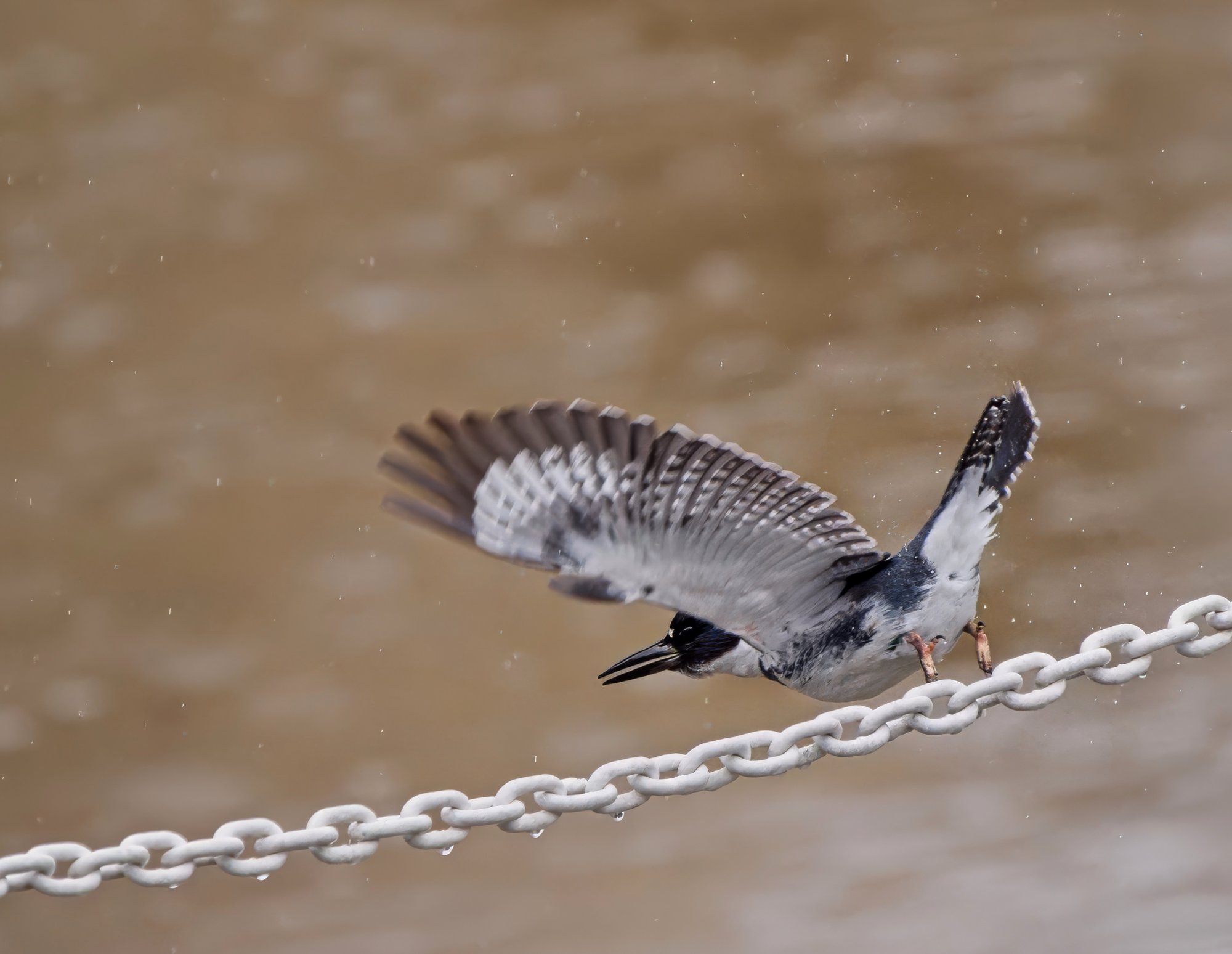 Reginald Takes Off.jpeg