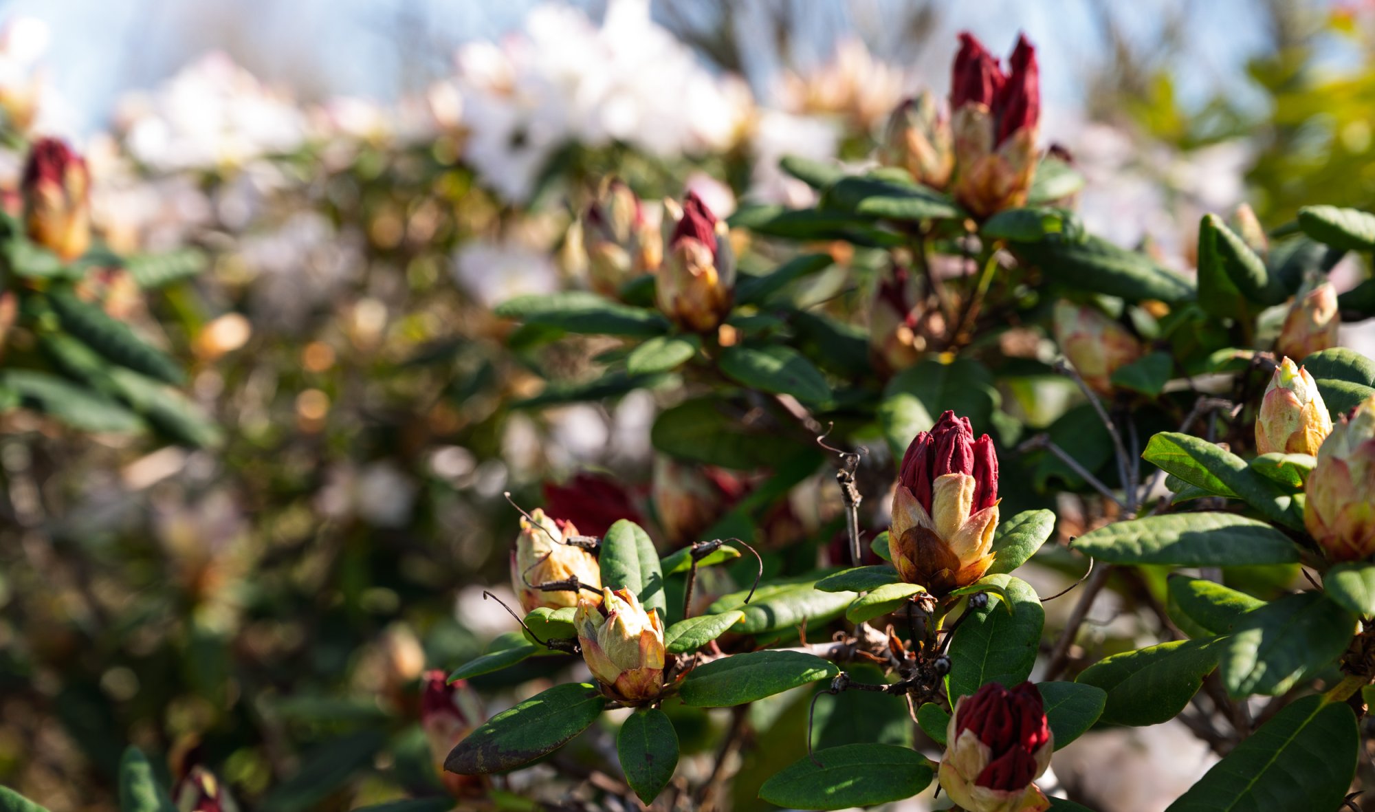 Rhododendron20240416.jpg