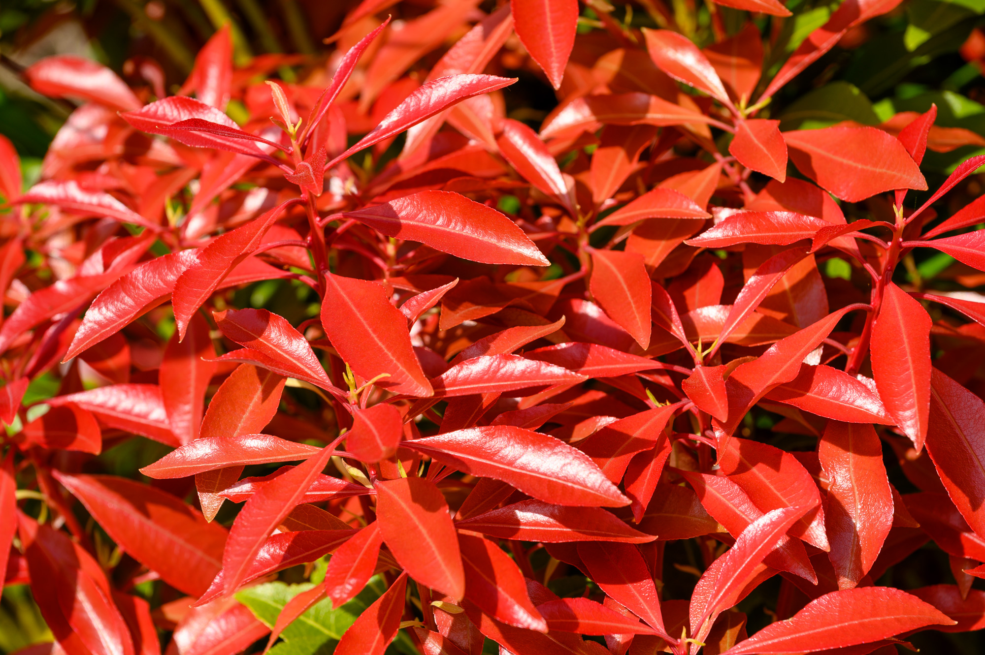 Rhododendron20250429.jpg