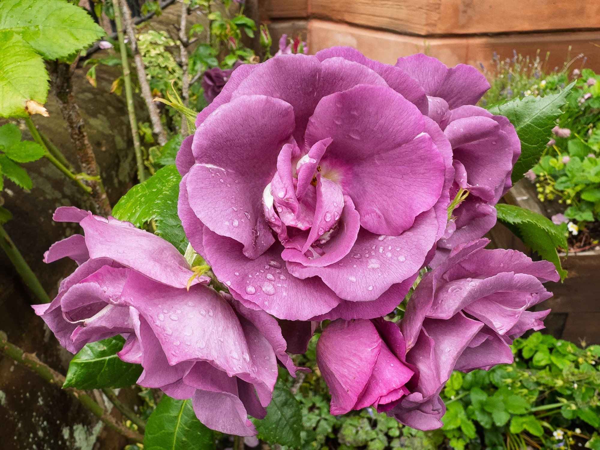 Rose20250529.jpg
