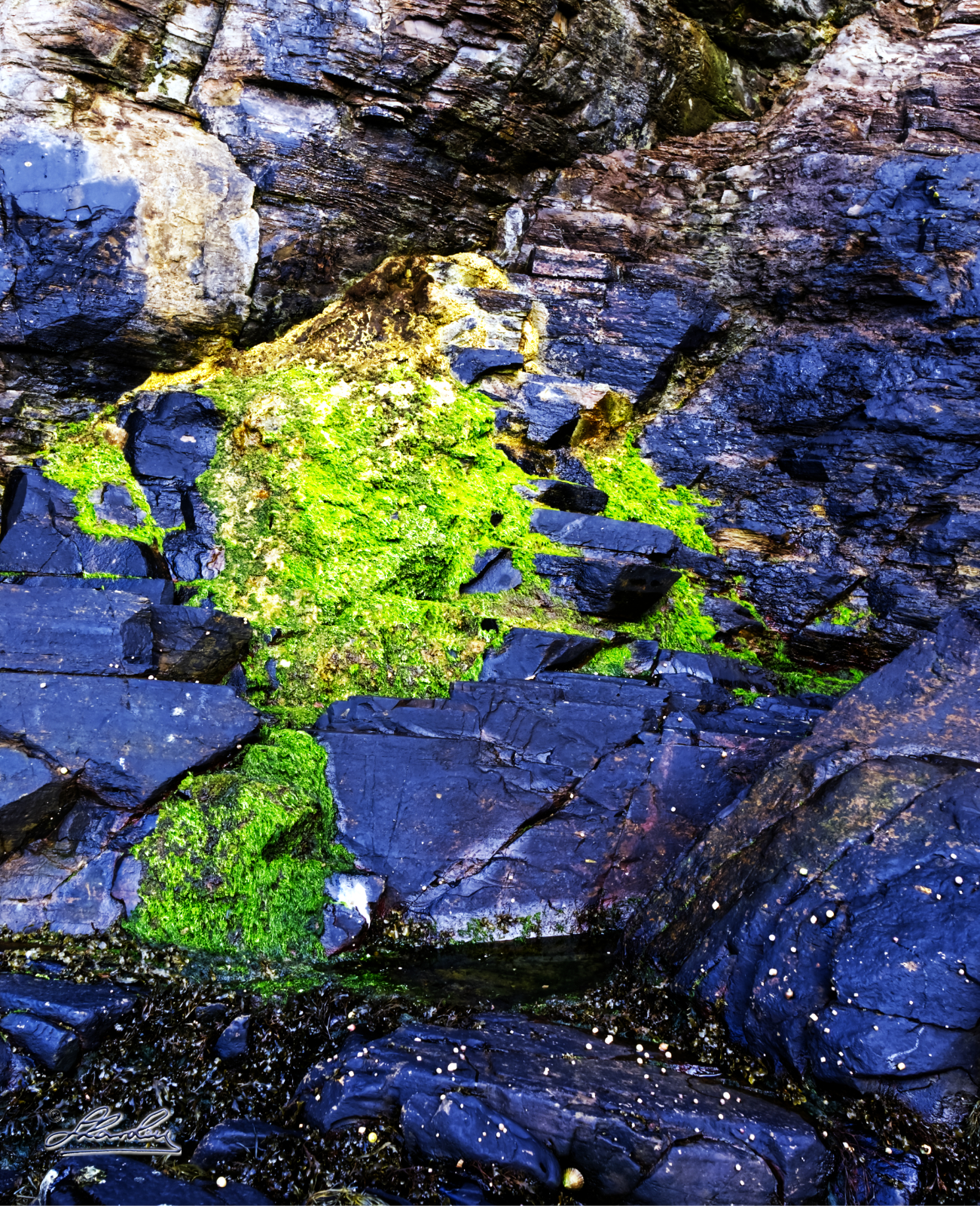 Rotting Rock not Coal.jpg