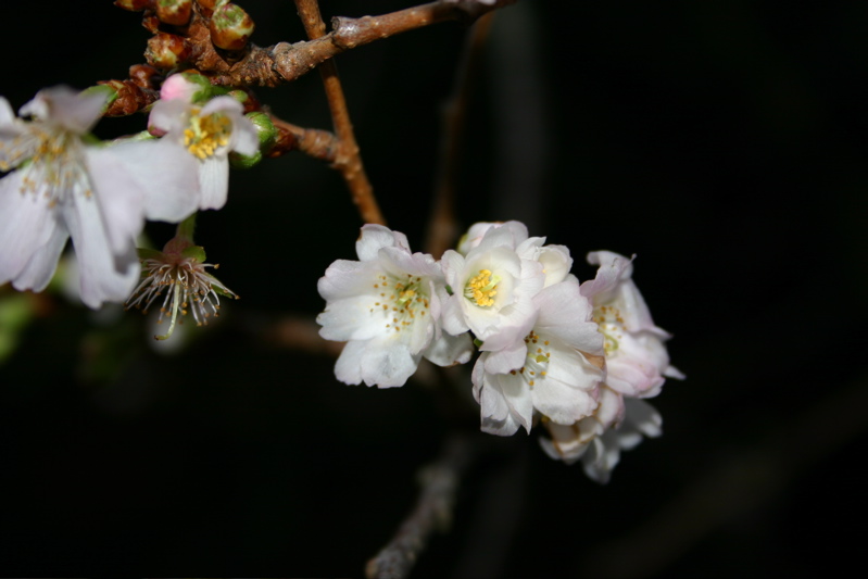 sakura2.JPG