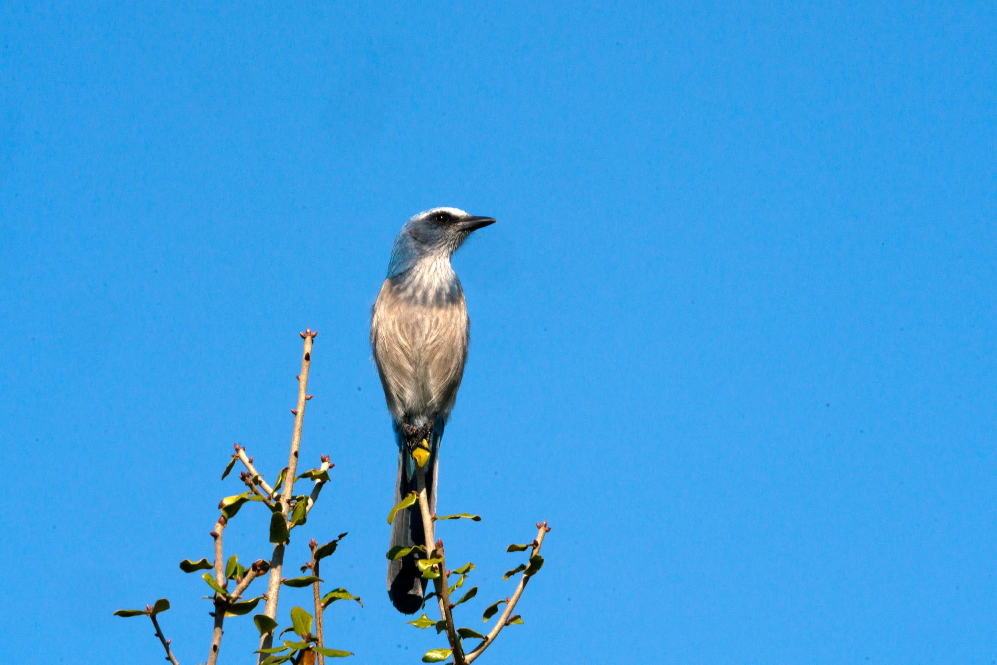 Scrubjay Deltona - 2500px-10.jpg